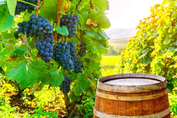 Winnice Szampanii z stare drewniane beczki na wiersz winorośli zielony winogron w tle winnic Szampanii w montagne de reims, Francja — Zdjęcie stockowe