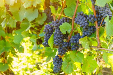 Asma üzüm şampanya bölgesi sonbahar hasat, Reims, Fransa kadar kapatın