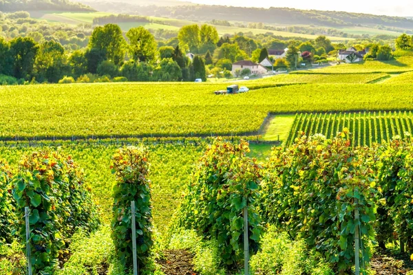 Fila vid uva en los viñedos de champán en montagne de reims paisaje pueblo fondo, Francia —  Fotos de Stock