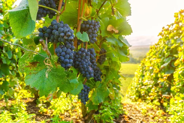 Row vine grape in champagne vineyards at montagne de reims countryside village background, France — Stock Photo, Image