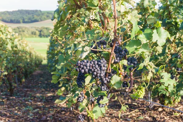 Выращивание винограда на виноградниках шампанского в деревне Монтань-де-Фамс, Франция — стоковое фото