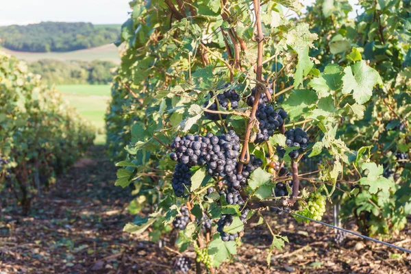 Fila vid uva en los viñedos de champán en montagne de reims paisaje pueblo fondo, Francia —  Fotos de Stock