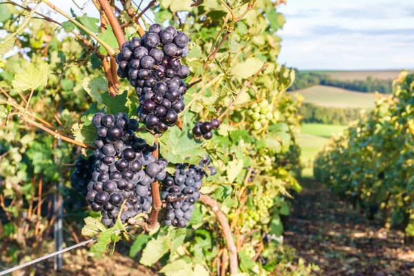 Fila vid uva en los viñedos de champán en montagne de reims paisaje pueblo fondo, Francia —  Fotos de Stock