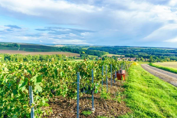 Fila vid uva en los viñedos de champán en montagne de reims en el fondo del pueblo rural, Francia — Foto de Stock