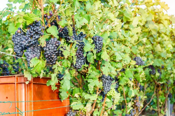 Fila vid uva en los viñedos de champán en montagne de reims en el fondo del pueblo rural, Francia —  Fotos de Stock
