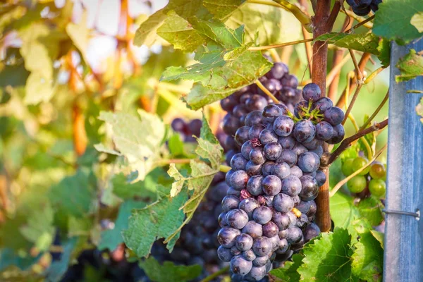 Cierre de uvas de vid en la región de champán en otoño cosecha, Reims, Francia —  Fotos de Stock