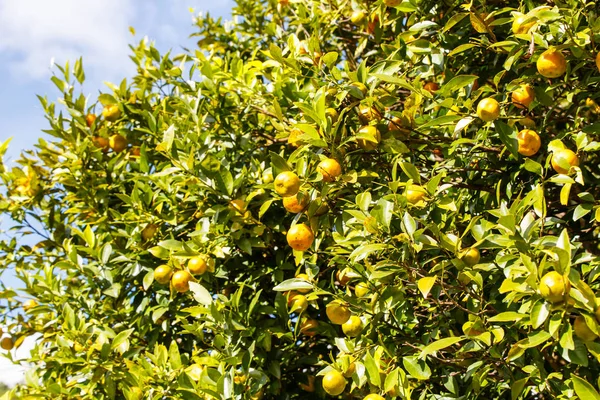 Pomarańczowe Drzewa Owocami Plantacji Mae Hong Son Province Tajlandia — Zdjęcie stockowe