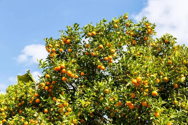 Pomarańczowe Drzewa Owocami Plantacji Mae Hong Son Province Tajlandia — Zdjęcie stockowe