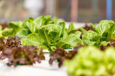 Taze yeşil hydroponic, organik sebze çiftlikleri arka planı için.