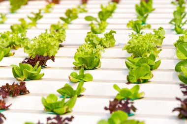 Taze yeşil hydroponic, organik sebze çiftlikleri arka planı için.