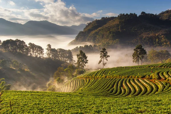 Puslu sabah gündoğumu çilek bahçesinde, görünümü sabah sis DOI angkhang Mountain, Chiang Mai, Tayland