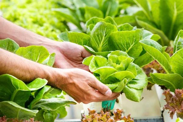 Farmers hands with freshly harvested vegetables, Organic vegetables.