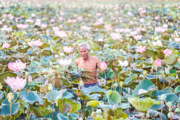 Old man thai farmer grow lotus in the season. They were soaked with water and mud to be prepared for harvest to sell
