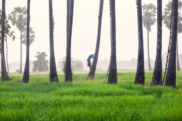 People with career climbing palm sugar to keep fresh.