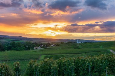 Montagne de Reims, Fransa 'nın kırsal kesimindeki üzüm bağlarında üzüm bağları.