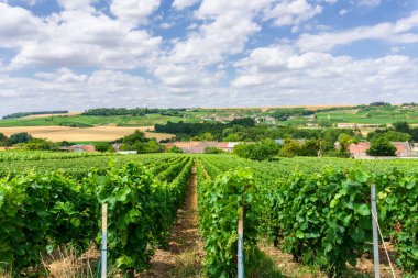 Şampanya bağlarında üzüm bağları. 