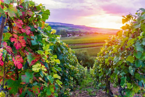 Виноградний Виноград Шампанських Виноградниках Околиці Села Монтань Реймс Франція — стокове фото