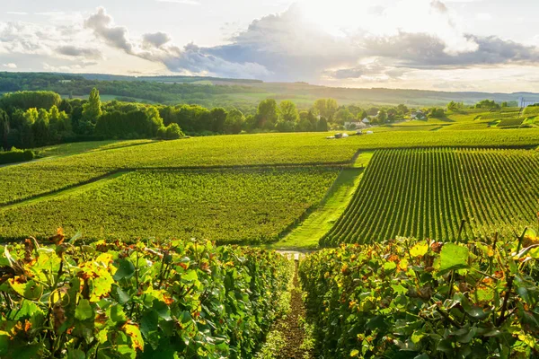 法国Reims Montagne Reims村背景的香槟酒葡萄园里排葡萄 — 图库照片