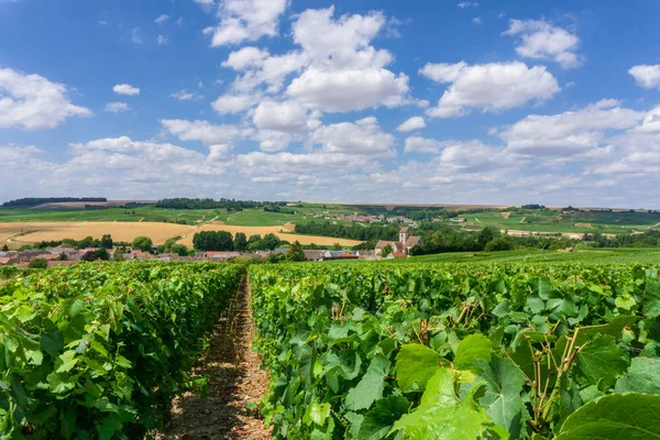 Row vine grape in champagne vineyards — 스톡 사진