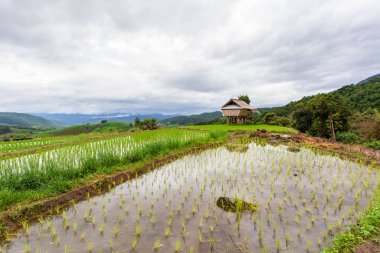 Yeşil Pa Pong Pieng alanında pirinç Teras