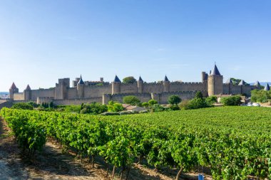 Carcassonne arka planında şampanya bağları