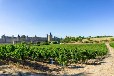 Carcassonne arka planında şampanya bağları