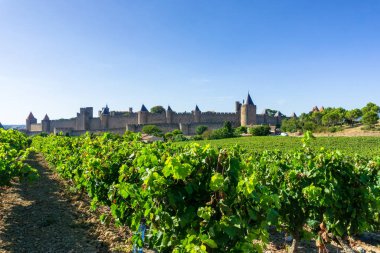Carcassonne arka planında şampanya bağları