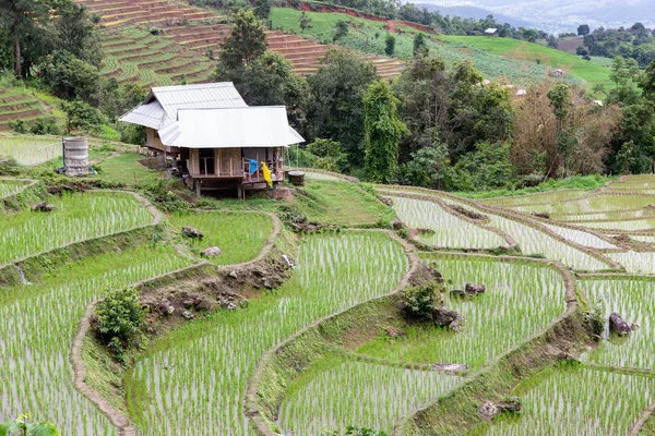 Zelené terasovité rýžové pole v Pa Pong Pieng — Stock fotografie