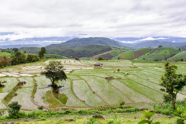 Yeşil Pa Pong Pieng alanında pirinç Teras — Stok fotoğraf