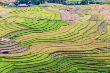 Mu Cang Chai 'de yeşil teraslar pirinç tarlası