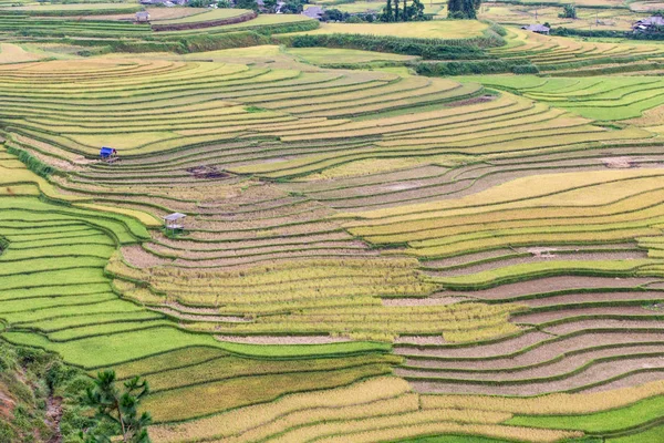 Mu Cang Chai 'de yeşil teraslar pirinç tarlası