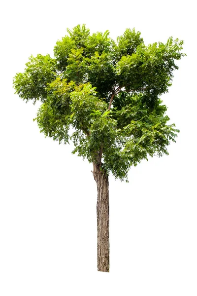 Árbol verde aislado sobre fondo blanco — Foto de Stock