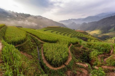 Mu Cang Chai 'de yeşil teraslı pirinç tarlaları