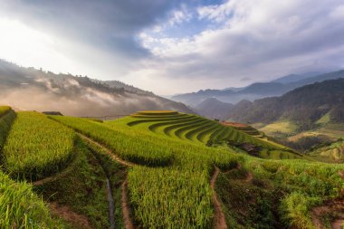 Mu Cang Chai 'de yeşil teraslı pirinç tarlaları