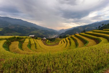Mu Cang Chai 'de yeşil teraslı pirinç tarlaları