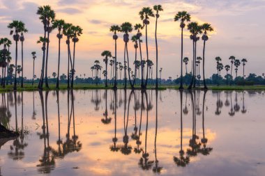 Güneş doğarken palmiye ağacı