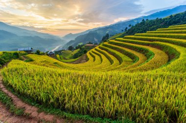 Mu Cang Chai 'de yeşil teraslı pirinç tarlaları