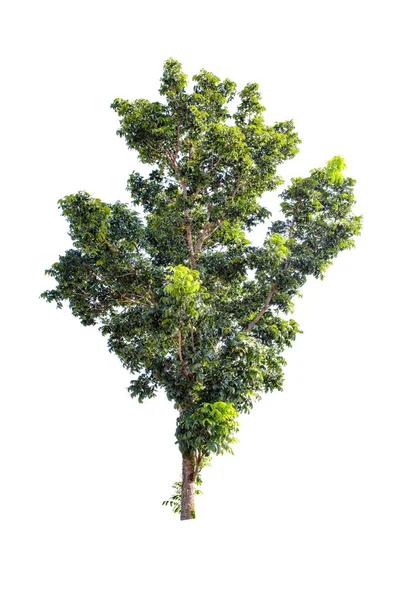 Зелене дерево ізольовано на білому тлі — стокове фото