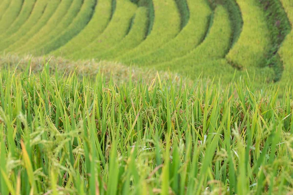 Zelená terasová rýžová pole v Mu Cang Chai — Stock fotografie
