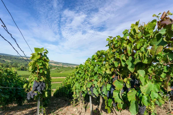 Шампанські виноградники в Арн-де-Реймс — стокове фото