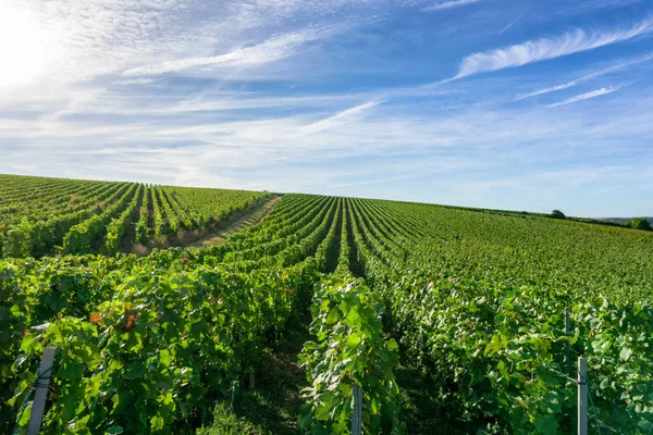 Champagnewijngaarden in de montagne de Teneris — Stockfoto