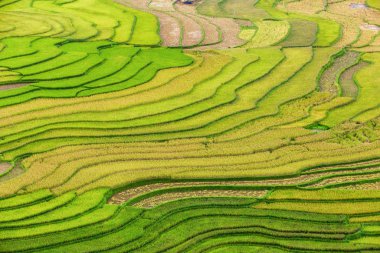Mu Cang Chai 'de yeşil teraslı pirinç tarlaları