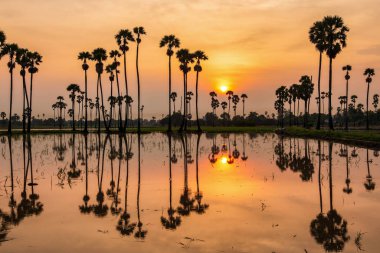 Güneş doğarken palmiye ağacının yansımasının silüeti