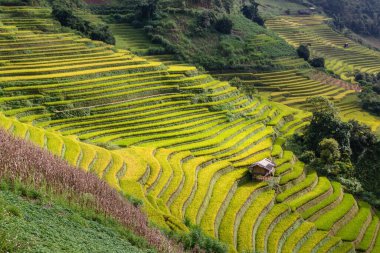 Mu Cang Chai, Vietnam 'daki güzel yeşil teras pirinç tarlası manzarası, güzel manzara.