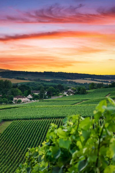 Montagne Reims Fransa Daki Şampanyalı Üzüm Bağlarında Üzüm Bağları — Stok fotoğraf