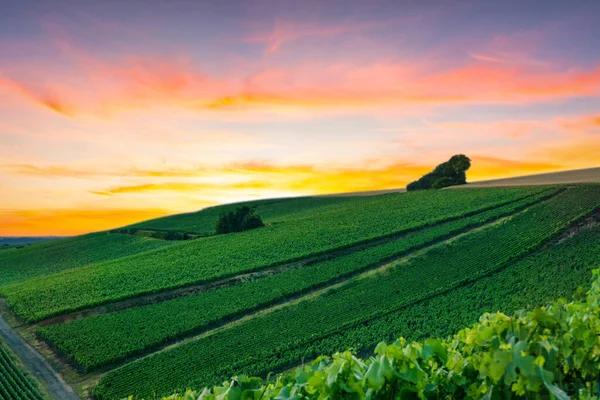 Vitigni File Vigneti Champagne Montagne Reims Reims Francia — Foto Stock