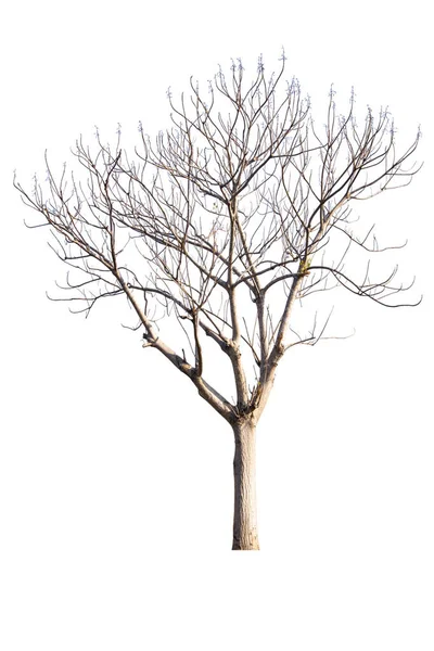 Νεκρό Δέντρο Απομονωμένο Λευκό Φόντο — Φωτογραφία Αρχείου