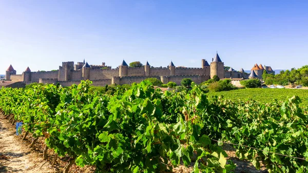 Row Vine Grape Champagne Vineyards Carcassonne Background France — Stock Photo, Image