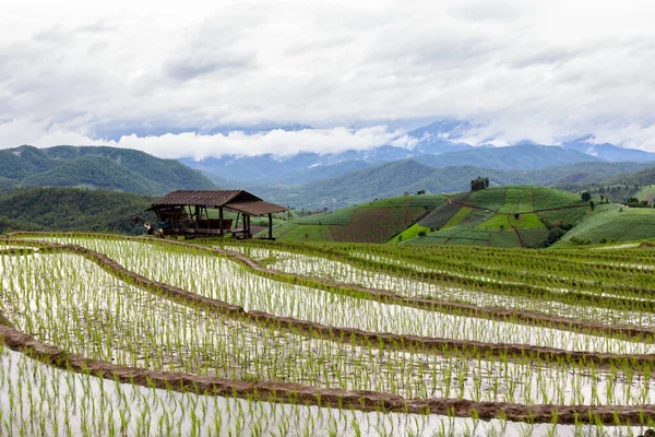 Green Terraced Rice Field Pong Pieng Mae Chaem Chiang Mai — Stock Photo, Image