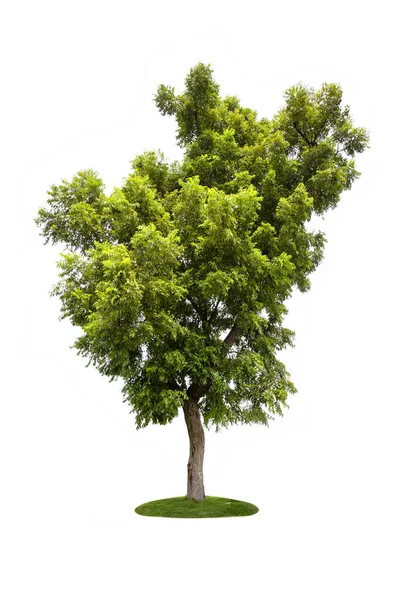 Gran Árbol Verde Aislado Sobre Fondo Blanco — Foto de Stock